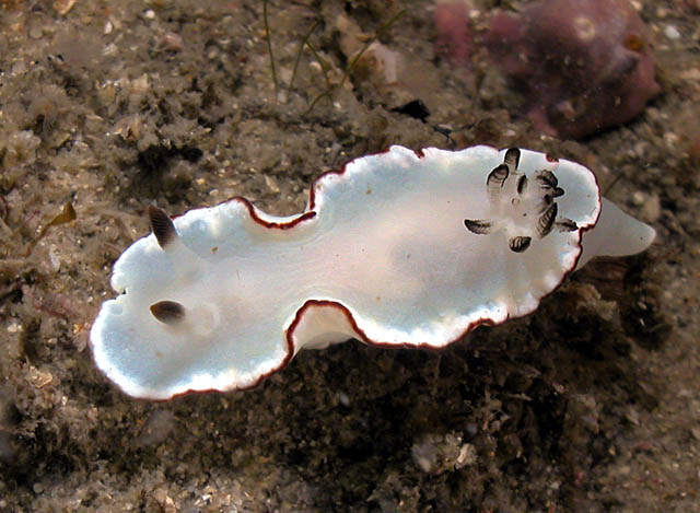 Glossodoris angasi